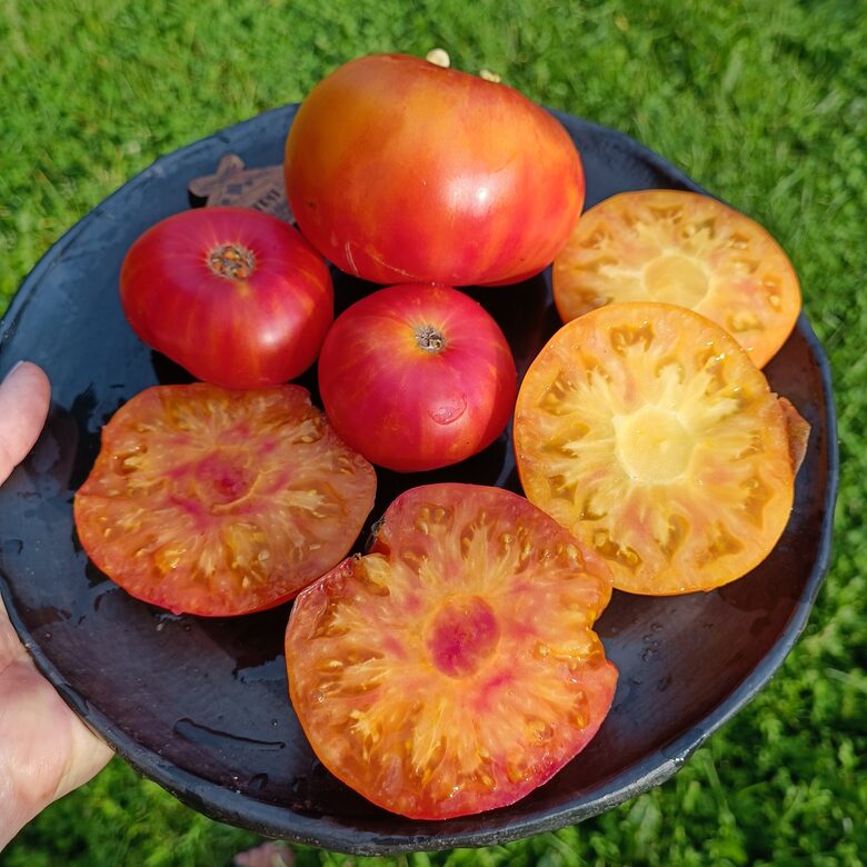 Semirechye bicolor ( 10 tomātu sēklas)