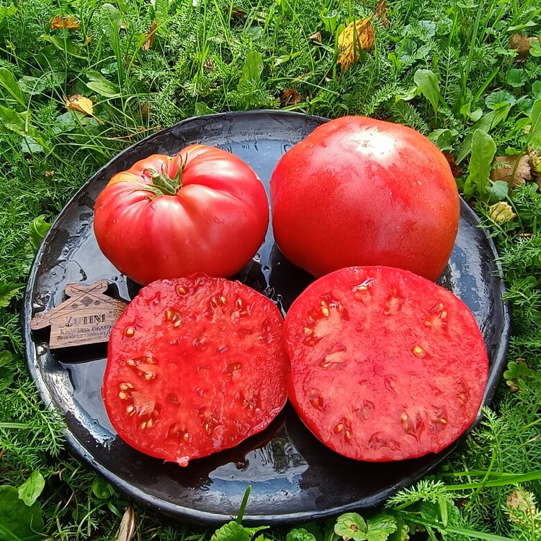 Italian Sweet (10 tomātu sēklas)