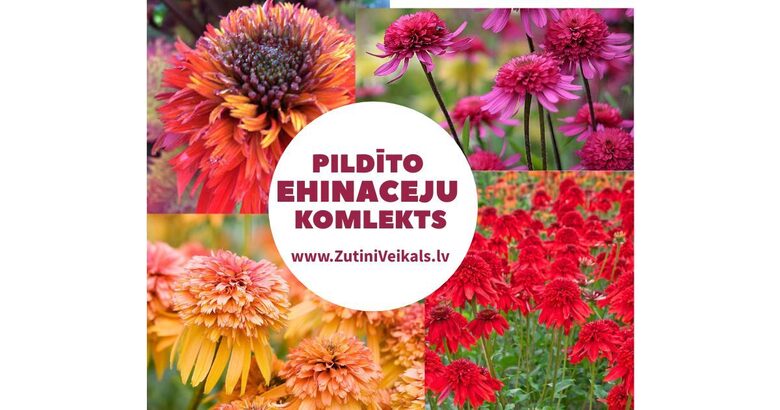 Pildīto Ehinaceju komplekts - 4 dažādas šķirnes ar iekļautu šutīšanu