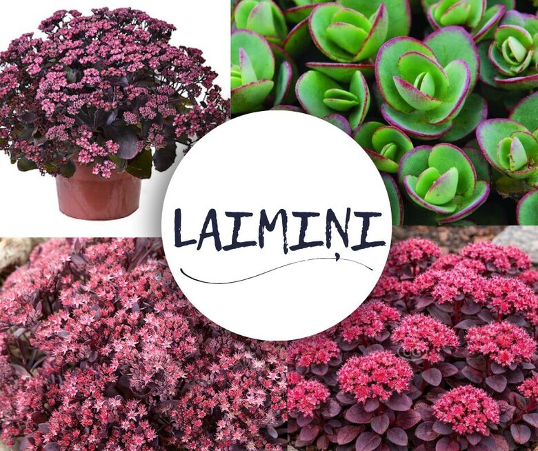 Laimiņu mix - 4 stādi ar iekļautu šutīšanu