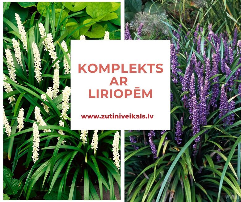 Komplekts ar Pērlenīšu liriopēm - 4 augi