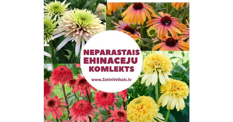 Neparasto Ehinaceju komplekts - 4 dažādas šķirnes ar iekļautu šutīšanu