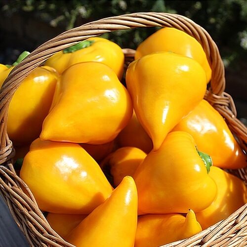 Lesya Yellow - saldā paprika ( 5 sēklas)