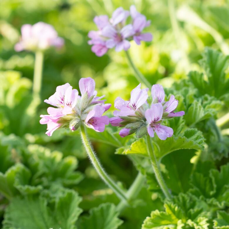 Smaržlapu pelargonijas Attar of Roses -2 gb AR IEKĻAUTU PIEGĀDI