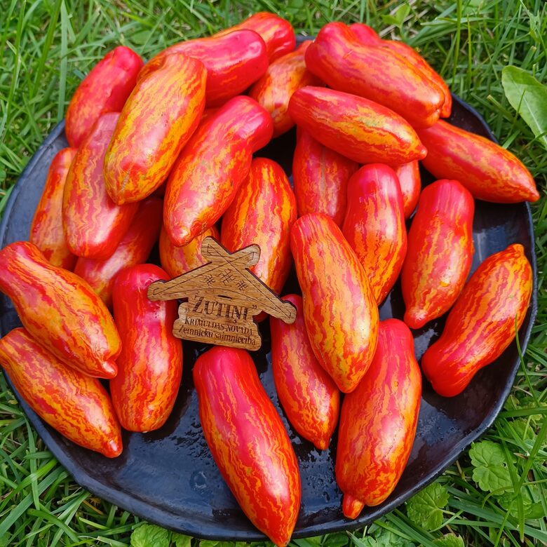 Piprakujuline tribuline ( 10 tomātu sēklas)