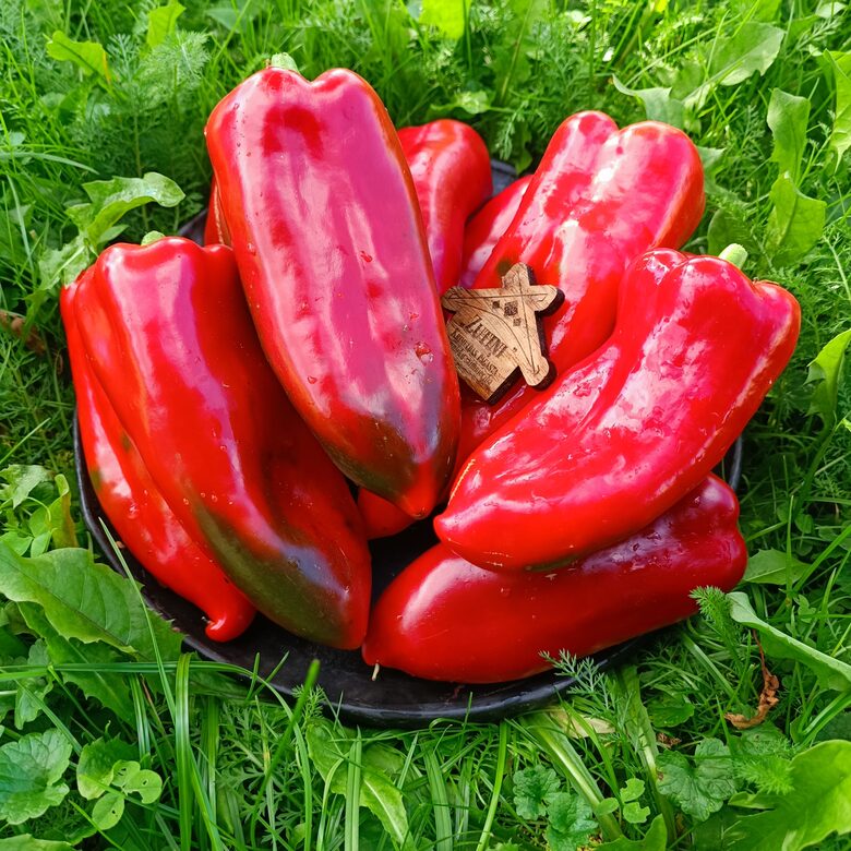 Sandra paprika ( 10 sēklas)