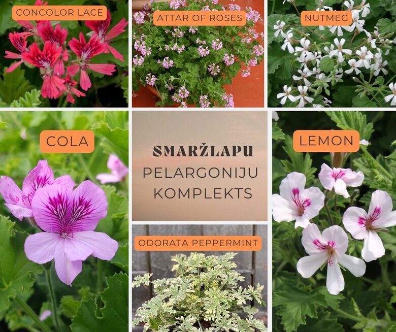 Smaržlapu pelargoniju kaste -6 gb