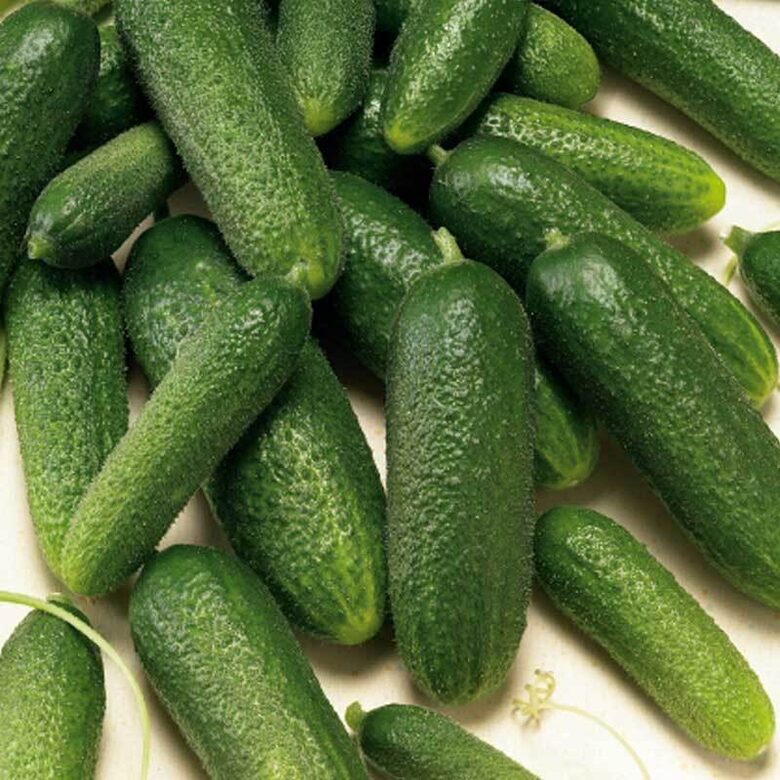 ADAM F1 GURĶU SĒKLAS (10 gb)