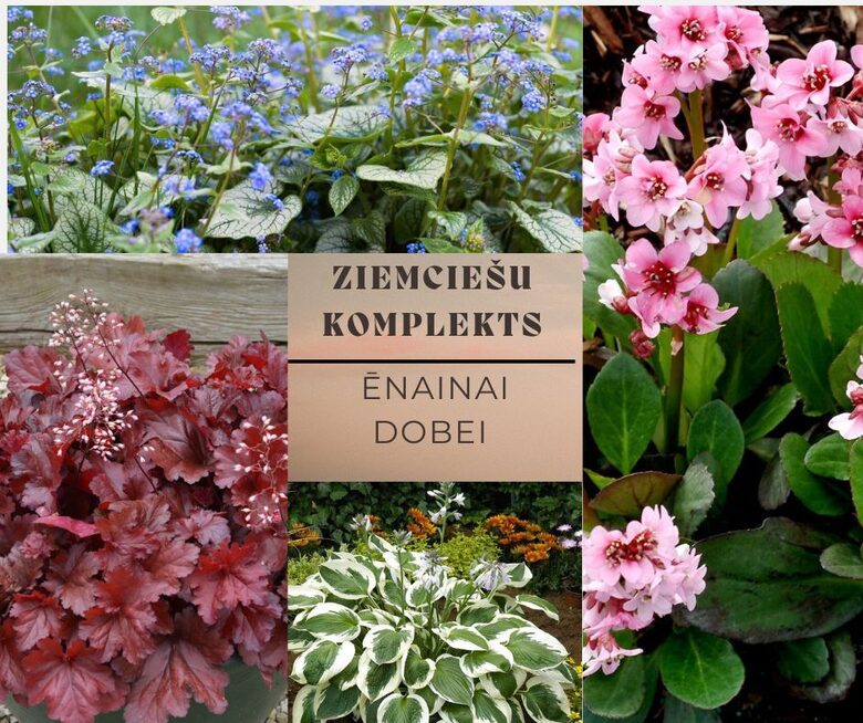 Ziemciešu komplekts Ēnainai dobei - 4 augi ar iekļautu sūtīšanu