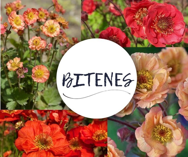 Bitenes Komplekts – Četras Krāšņas Šķirnes Tavā Dārzā! 4 stādi