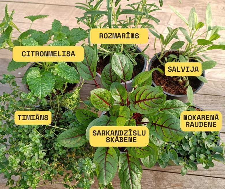 Garšaugu kaste 6 garšas AR IEKĻAUTU IZSŪTĪŠANU LĪDZ LIELDIENĀM!!