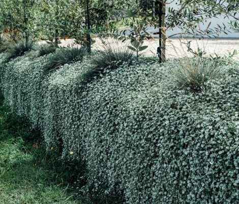 Dihondras sudraba krāsā - 6 stādi