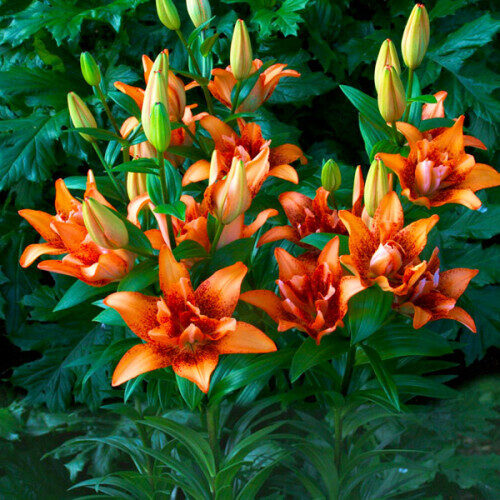 Double love (Āzijas lilija )