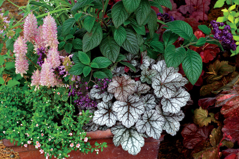 Heihera GLITTER- 2 stādi