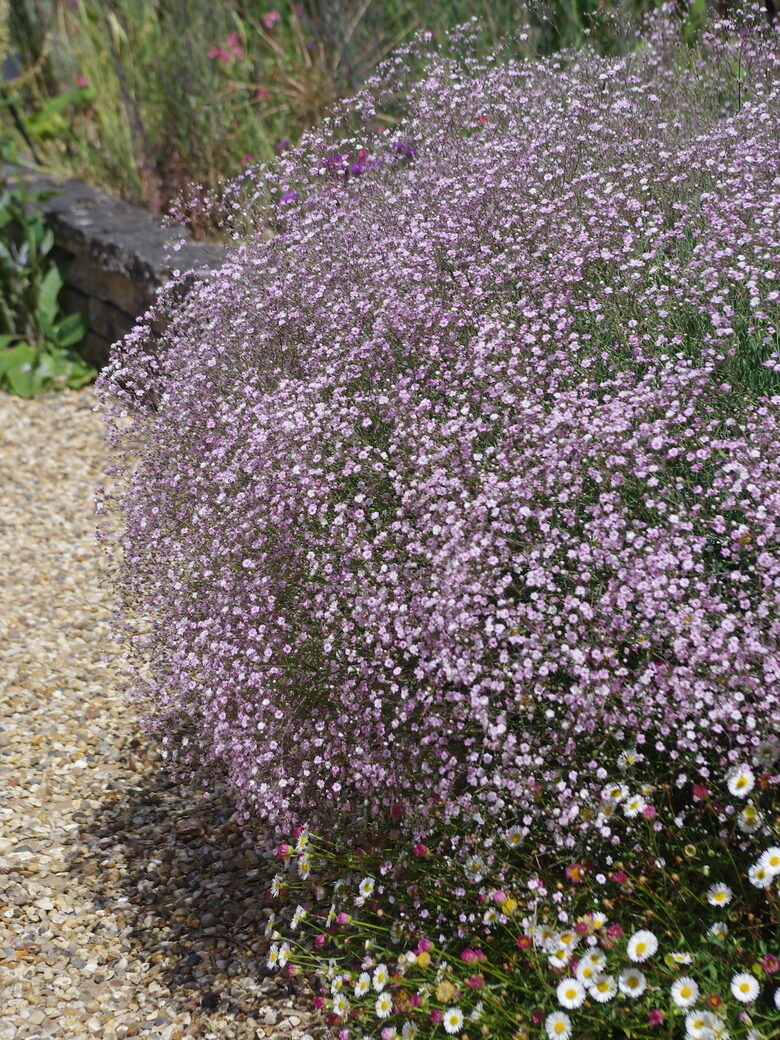 Plīvurpuķe jeb ģipsofilija -  Rozā - 4 gab