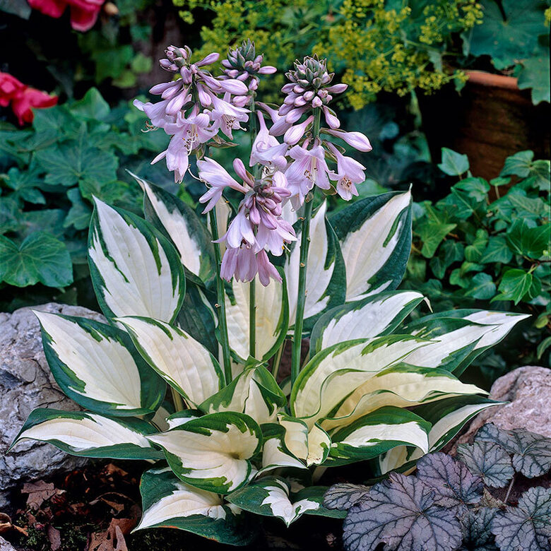 Hostas "FIRE AND ICE" 4 stādi