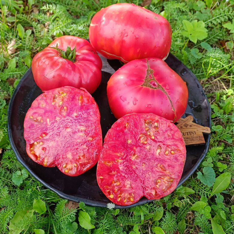 Jusupov tomato ( 10 tomātu sēklas)
