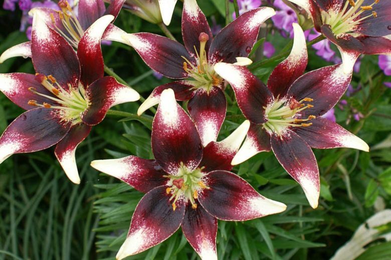 Netty's Pride (Āzijas lilijas hibrīds)