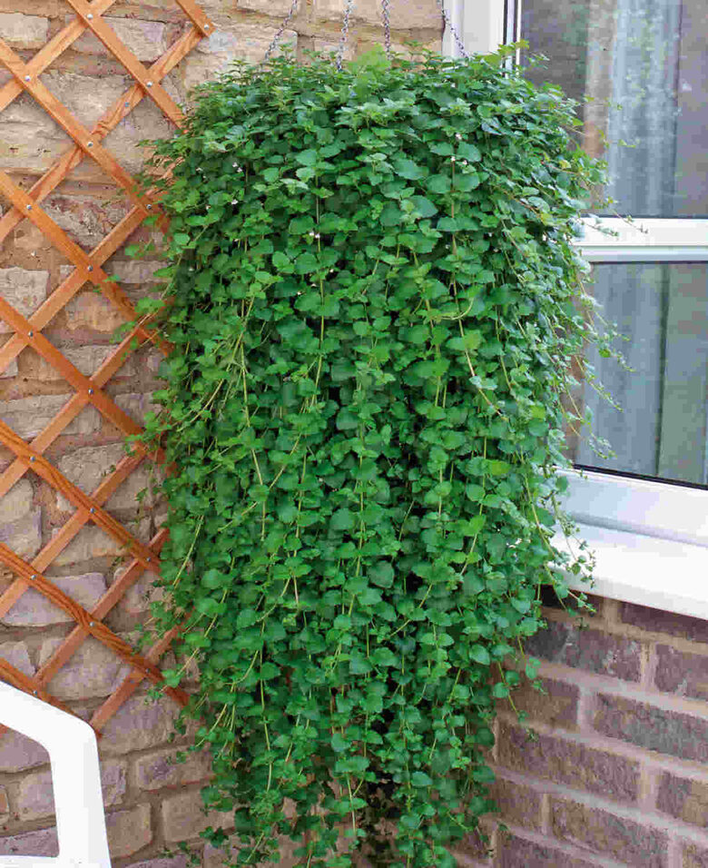 Indiāņu piparmētra 4 stādu komplekts