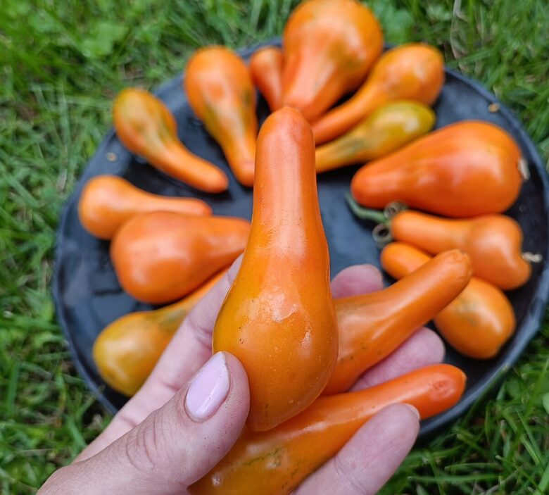 Mila ( 10 tomātu sēklas)