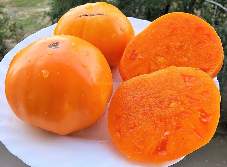 NEIFANS ( 10 tomātu sēklas) 