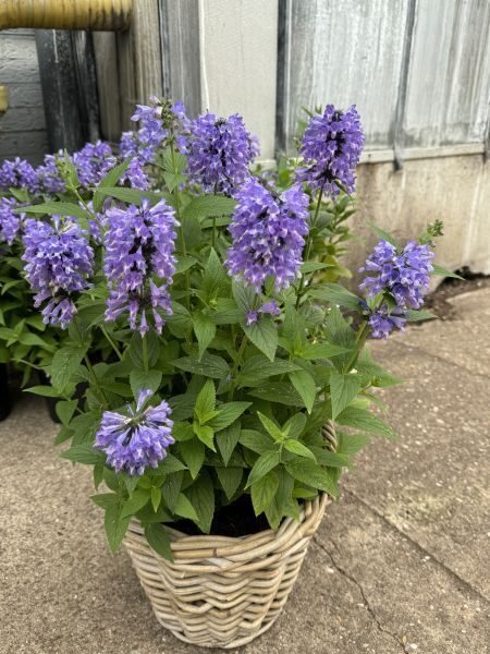 Kaķumētra "Magical Mr Blue Sky (neizgāžas, LIELA auguma, ) "- 2 gab