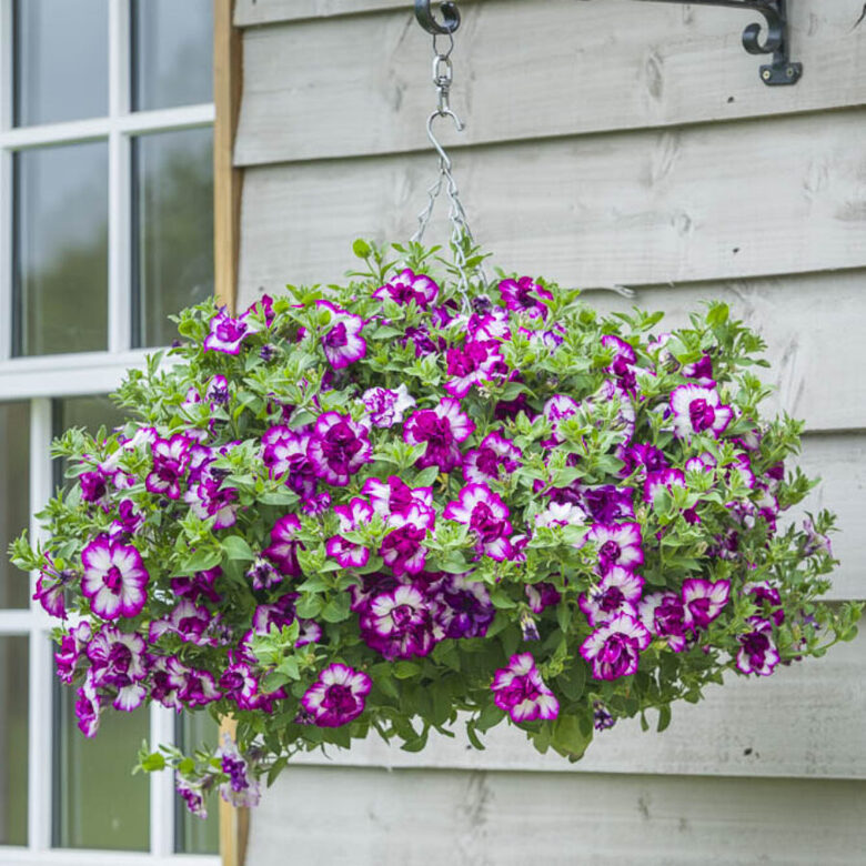 Petūnija - Tumbelina Compact Nicola - 4gb