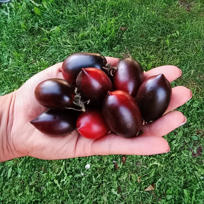 Opal Qumquat 5 tomātu sēklas