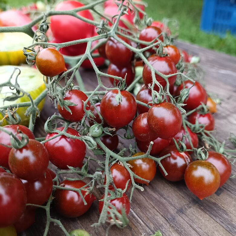 Paulīnes noslēpums ( tulk.no Paulina's secret 10 tomātu sēklas)