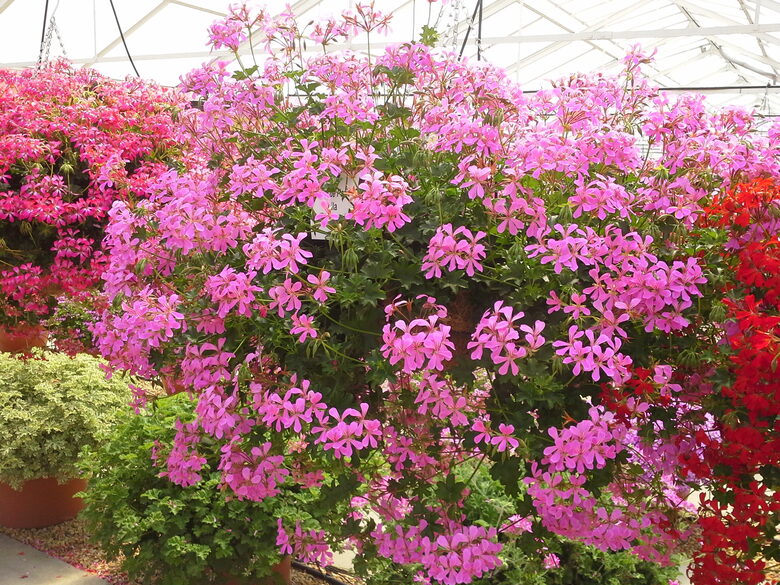 Nokarenās pelargonijas "Ville de paris" - LILAC- 8 stādi AR IEKĻAUTU PIEGĀDI