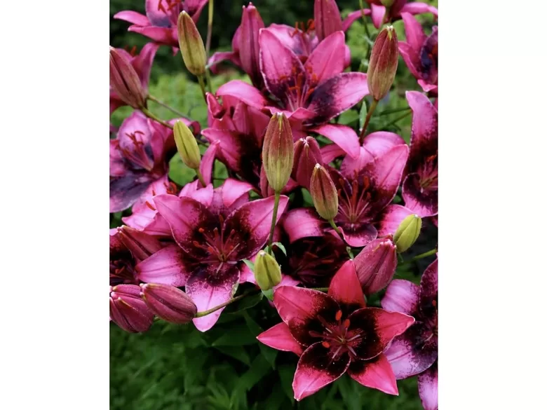 Purple dream 5 sīpolu komplekts ( Āzijas lilijas hibrīds)