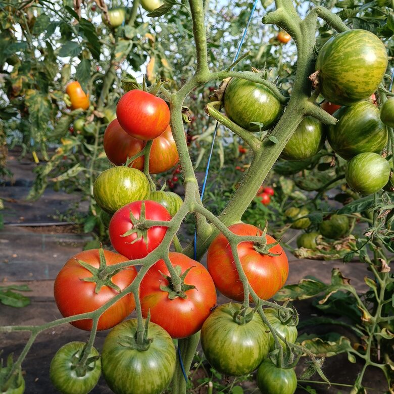 Red Boar ( 10 tomātu sēklas)