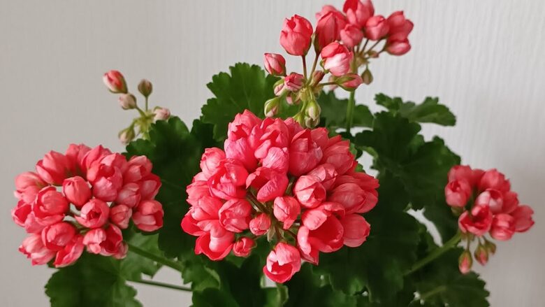 Pildīto TULPJU ziedu pelargonija "RED PANDORA" - 2gb