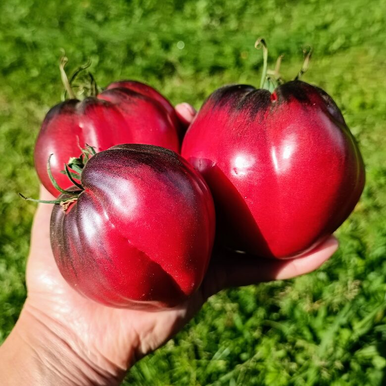 Sergeant PASCAL (Tulk. Seržants Paskāls) ( 10 tomātu sēklas) 