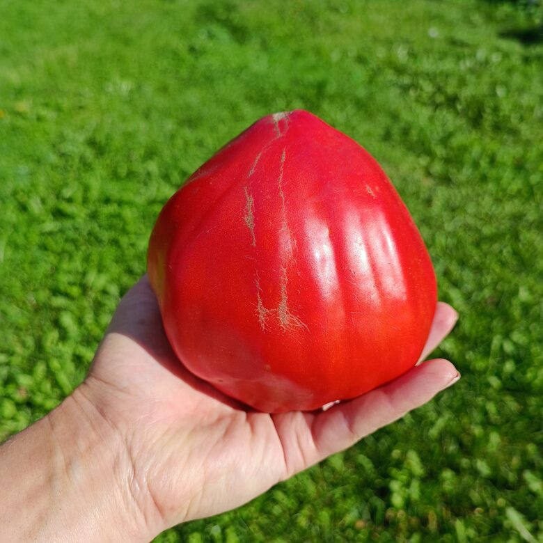 Spadone gigante (5 tomātu sēklas)