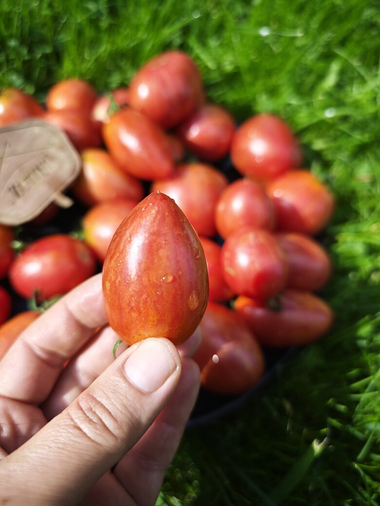 TASTE PATIO ARTISAN ( SEL. FREDS HEMPELS; 10 tomātu sēklas) 