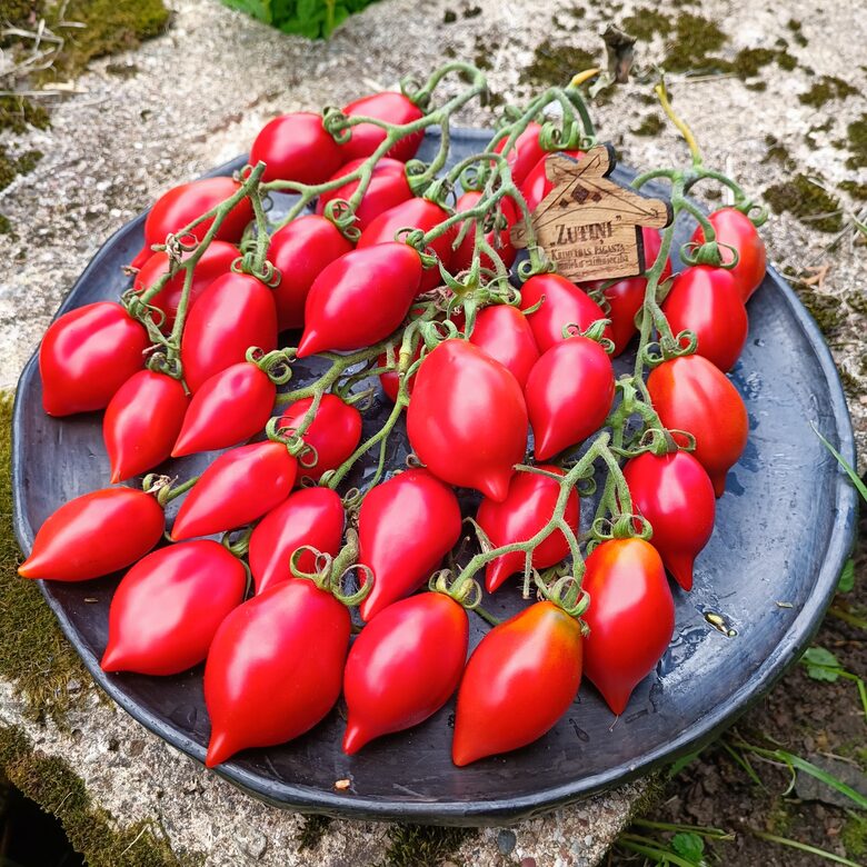 Vesuvio Itāļu ziemas tomāts (10 tomātu sēklas)