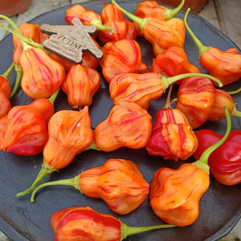 Čili pipars `ZEBRANGE` - 4gb - AR IEKĻAUTU PIEGĀDI 