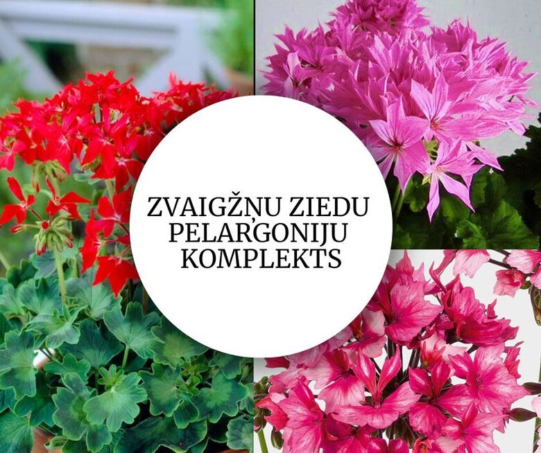 Zvaigžņu ziedu pelargonijas MIX - 6 gab