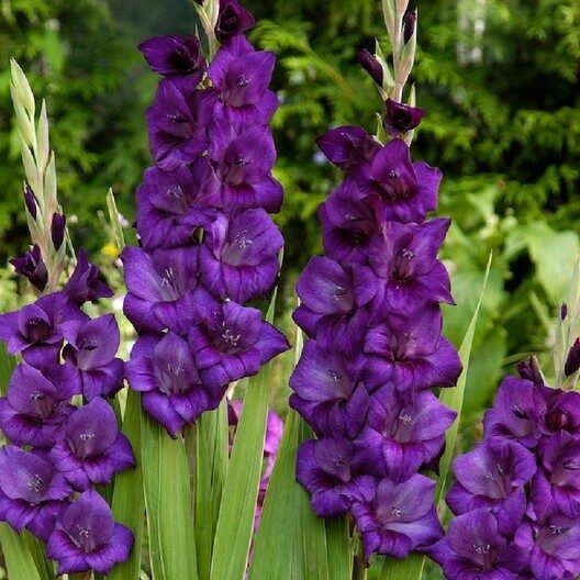 Purple Flora (10 sīpoli) gladiolas 