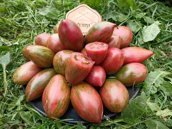 Breda Geitsa tomāti