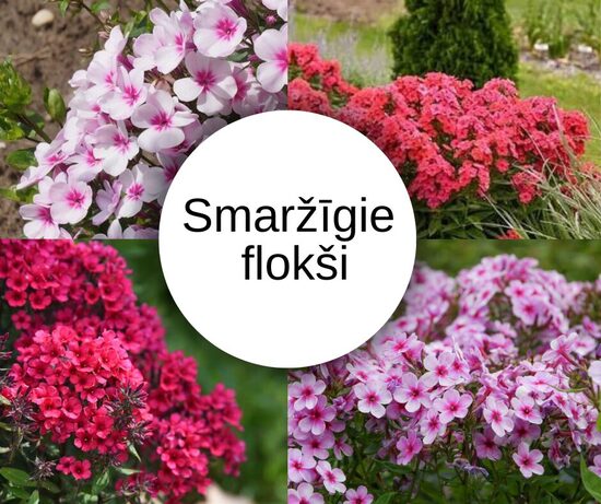 Smaržīgo flokšu mix 4 stādi ar iekļautu sūtīšanu