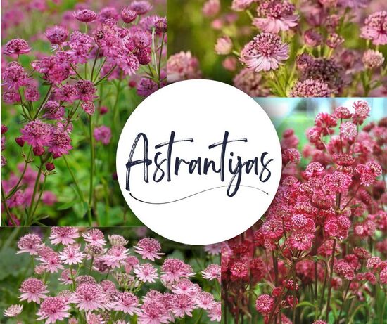 Astrantiju Komplekts – Četras Zvaigznes- 4 stādi AR IEKĻAUTU SŪTĪŠANU APRĪLĪ