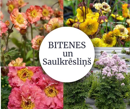 Bitenes un saulkrēsliņš Komplekts – 4 stādi AR IEKĻAUTU SŪTĪŠANU