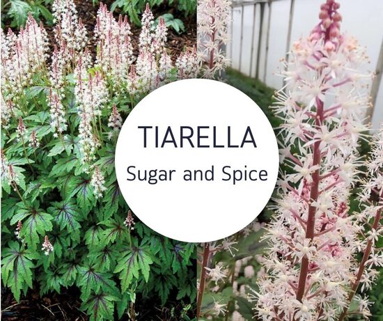 Tiarella `Sugar and Spice` - 4 gb ar iekļautu sūtīšanu