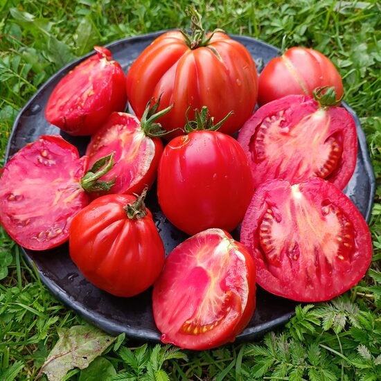 Australian Pear (10 tomātu sēklas)
