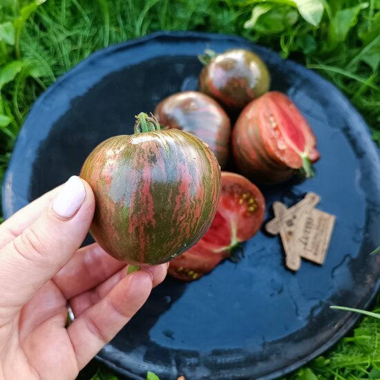 Rebel Starfighter Blaines Moonlight (10 tomātu sēklas)