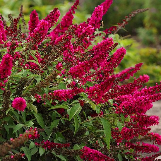 Buddleja davidii 'Prince Charming'  - 2 stādu komplekts ar iekļautu šutīšanu