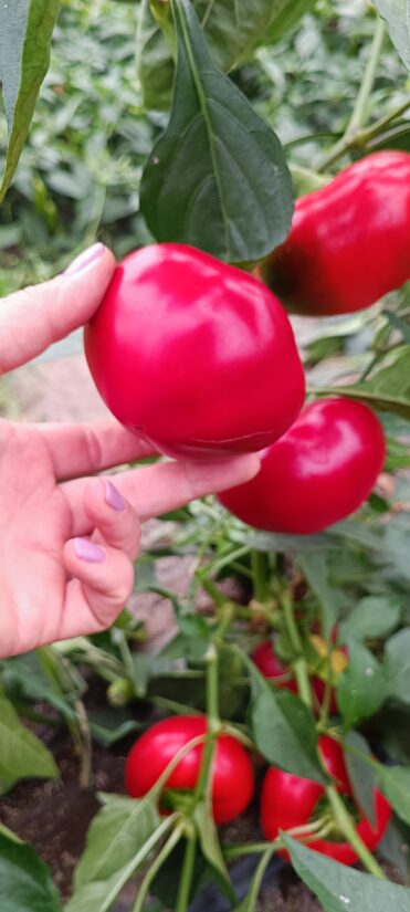 Paprika Bulgarian Rose (10 sēklas)