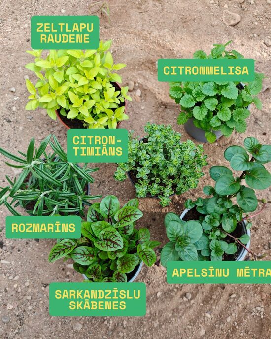 Garšaugu kaste AR CITRONTIMIĀNU, AR IEKĻAUTU IZSŪTĪŠANU APRĪLĪ!